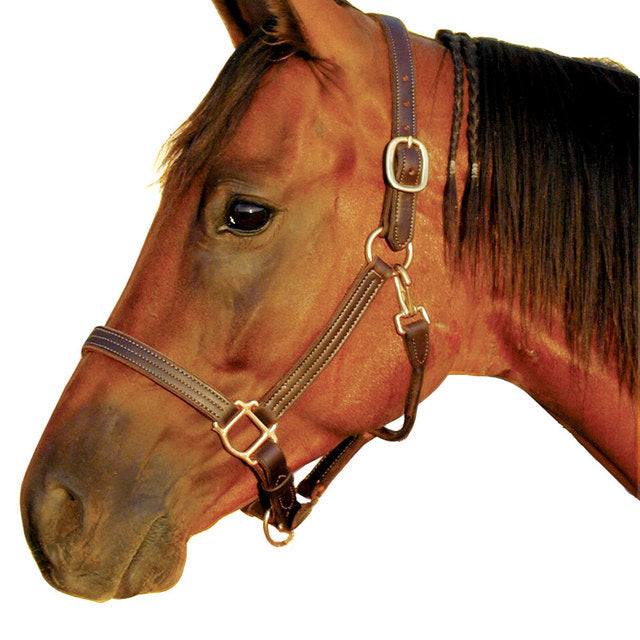 Southwestern Equine Rainbow Halter and Lead Horse Size Adjustable